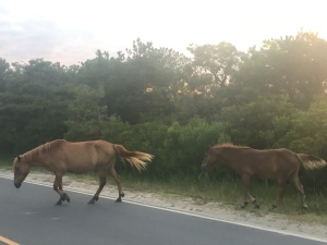 Assateague, MD to see the ponies at sunrise | TeamTravelsBlog