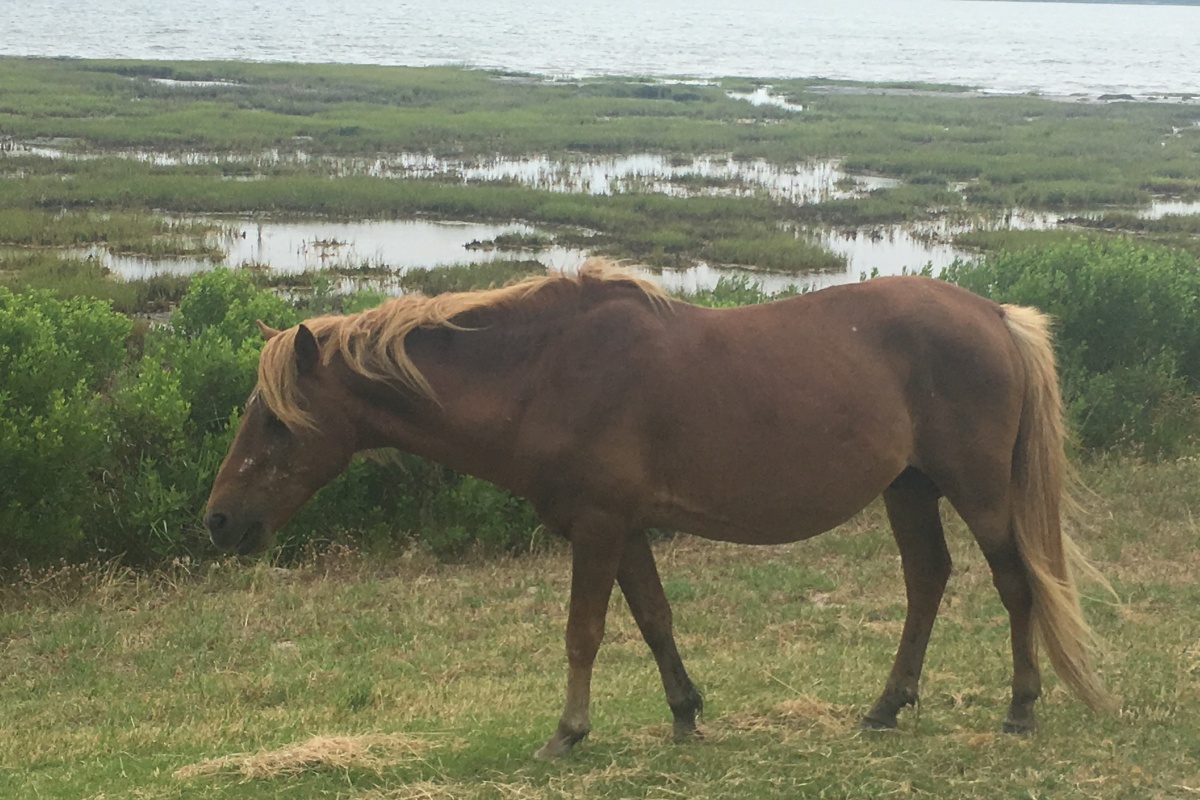 Assateague, MD to see the ponies | TeamTravelsBlog