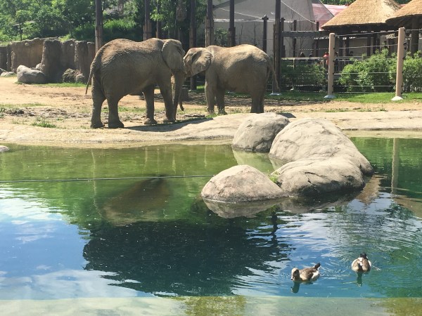 Elephants at the Cleveland Zoo | teamtravelsholdings