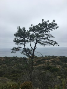 Torrey pine at Torrey Pine State Beach | Teamtravelsblog