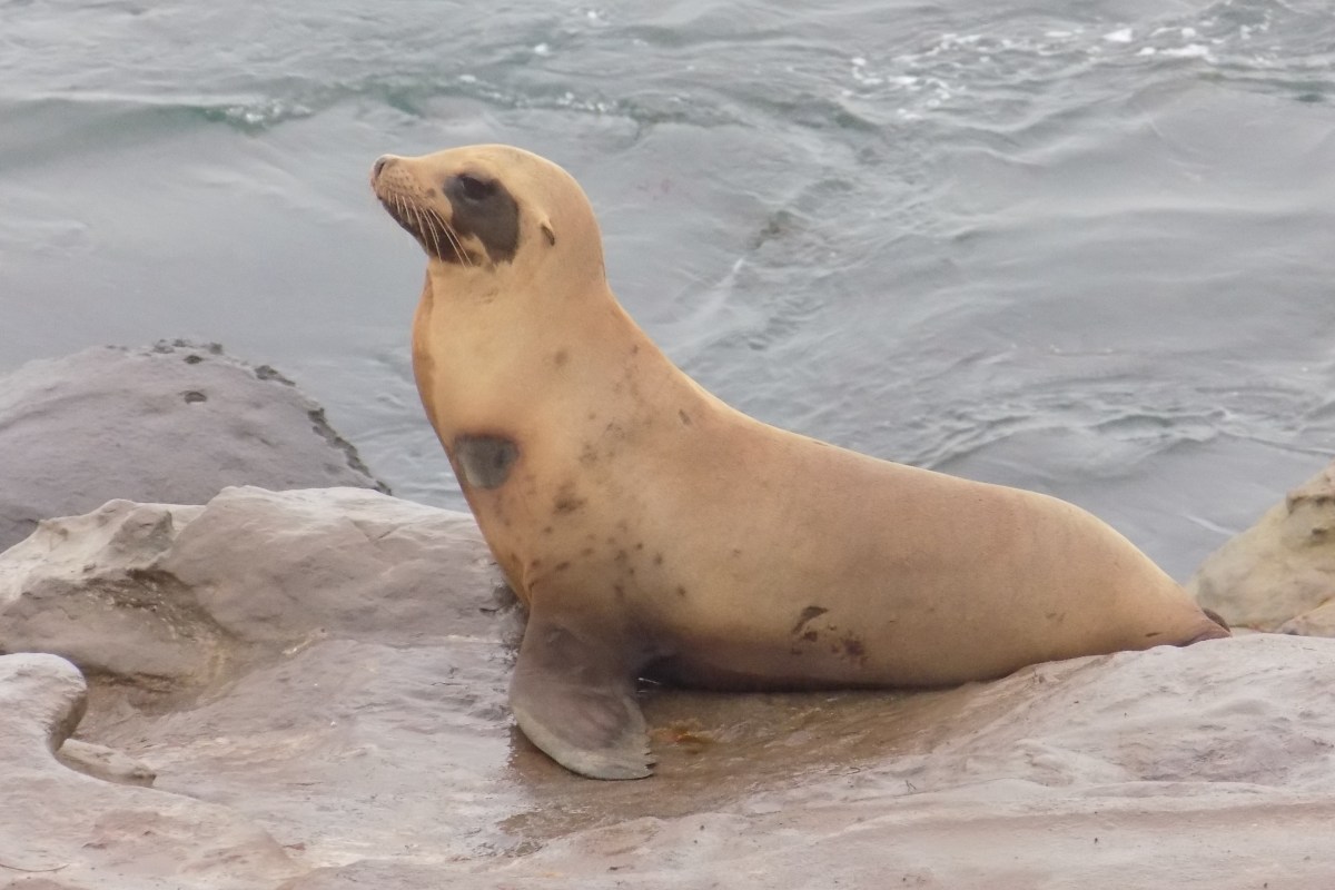 Sea Lion in La Jolla | Teamtravelsblog