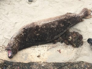 Seal | Teamtravelsblog