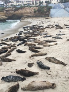 Seals | Teamtravelsblog