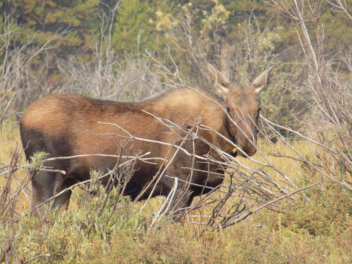 Momma Moose