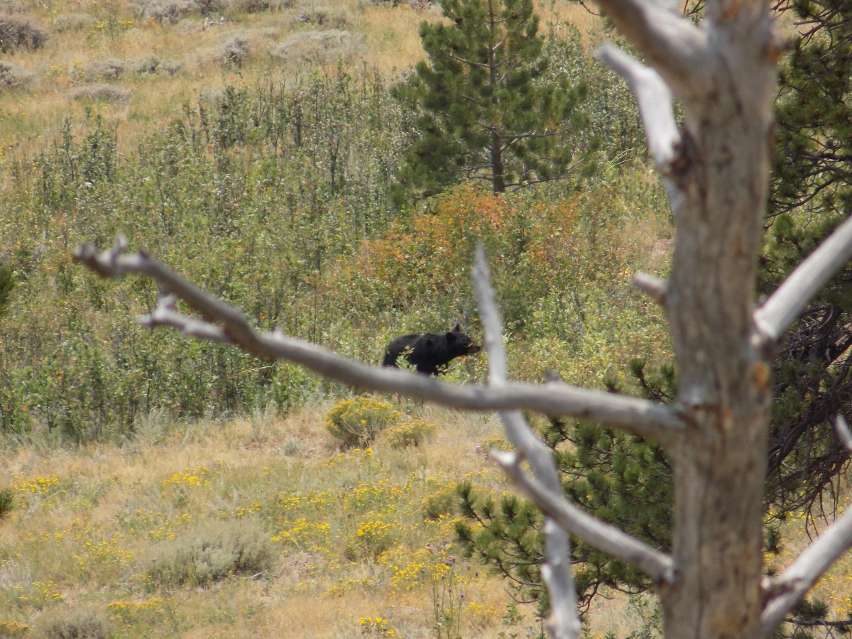Black Bear