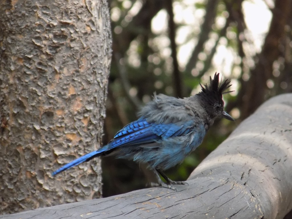 Steller's Jay by Bear Lake