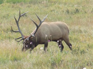 Male Elk