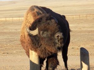 Bison | Teamtravelsblog