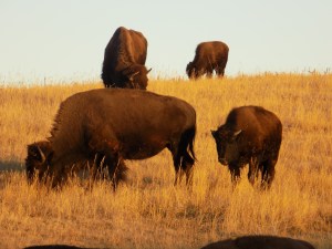 Bison at Custer State Park