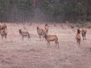 Elk in Custer State Park