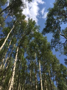 Birch Trees in the White River National Forest
