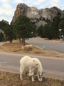 Mountain Goat at Mount Rushmore