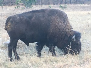 Bison
