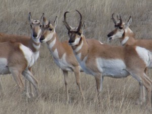 Pronghorn at Boland Ridge