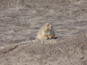 Prairie Dog at Wind Cave
