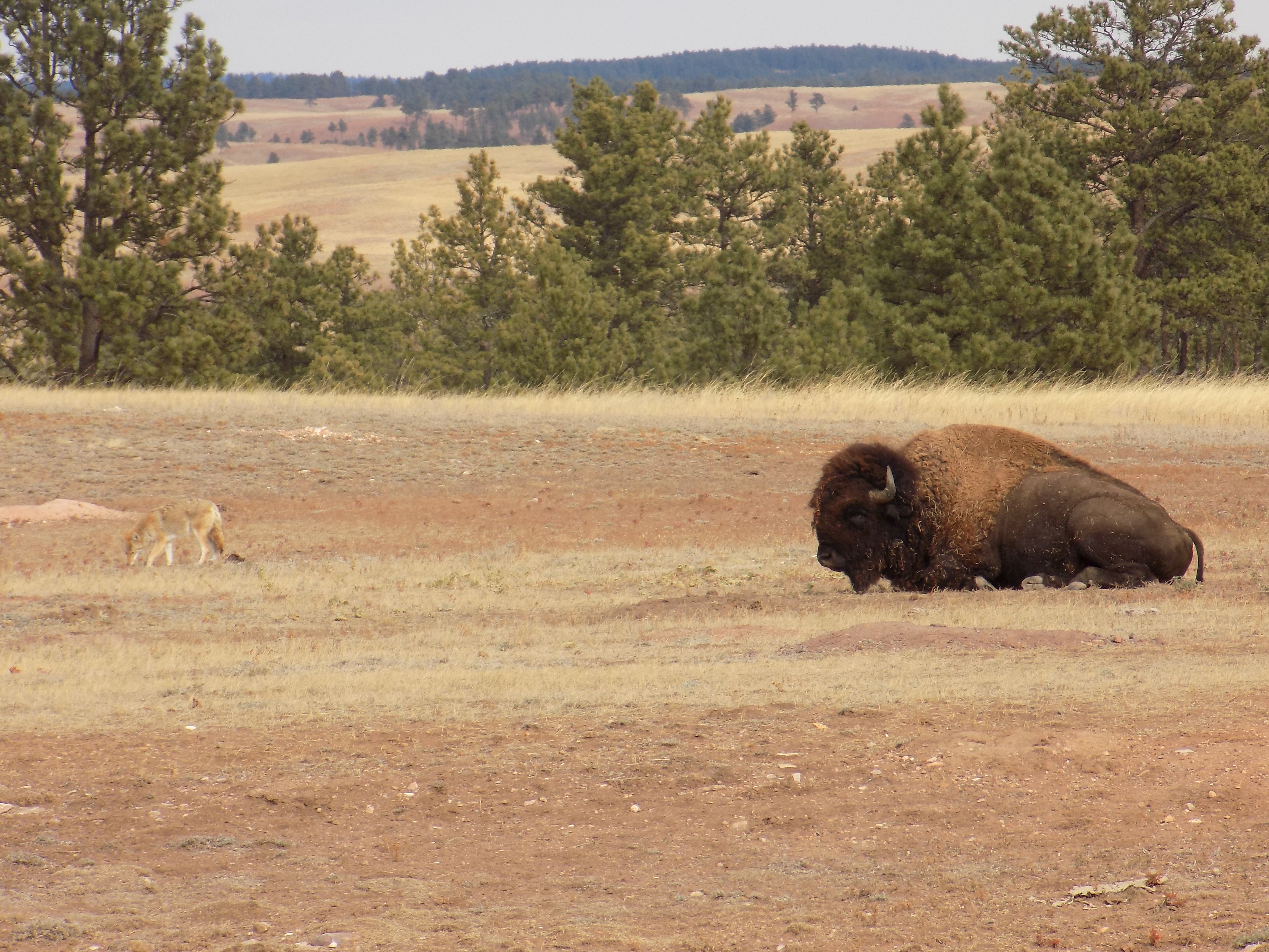 Bison and Coyote