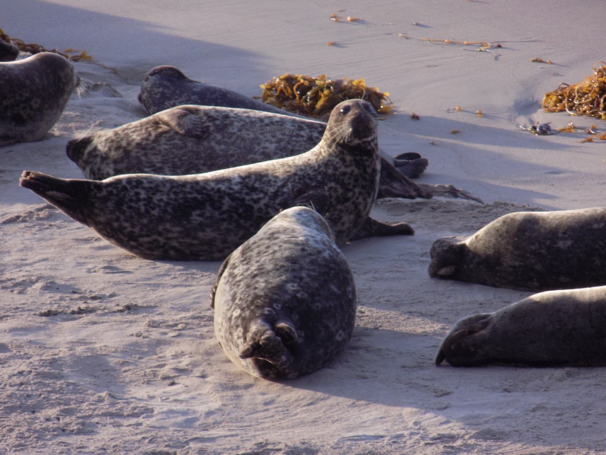 Seals at Carpinteria Bluffs | Teamtravelsblog