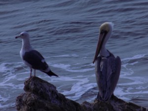 Pelican at El Matador State Beach | Teamtravelsblog