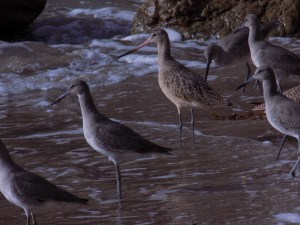 Curlews at El Matador State Beach | Teamtravelsblog