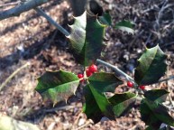 Christmas Holly | Teamtravelsbaby