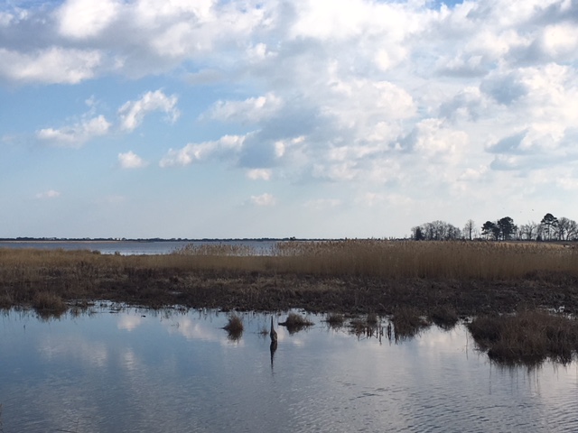 Great Blue Heron | Teamtravelsbaby