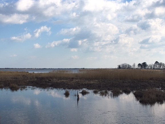 Great Blue Heron | Teamtravelsbaby
