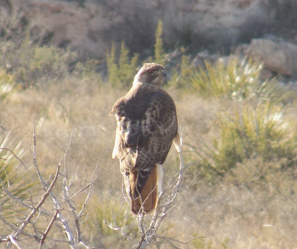 Hawk at Carlsbad Caverns