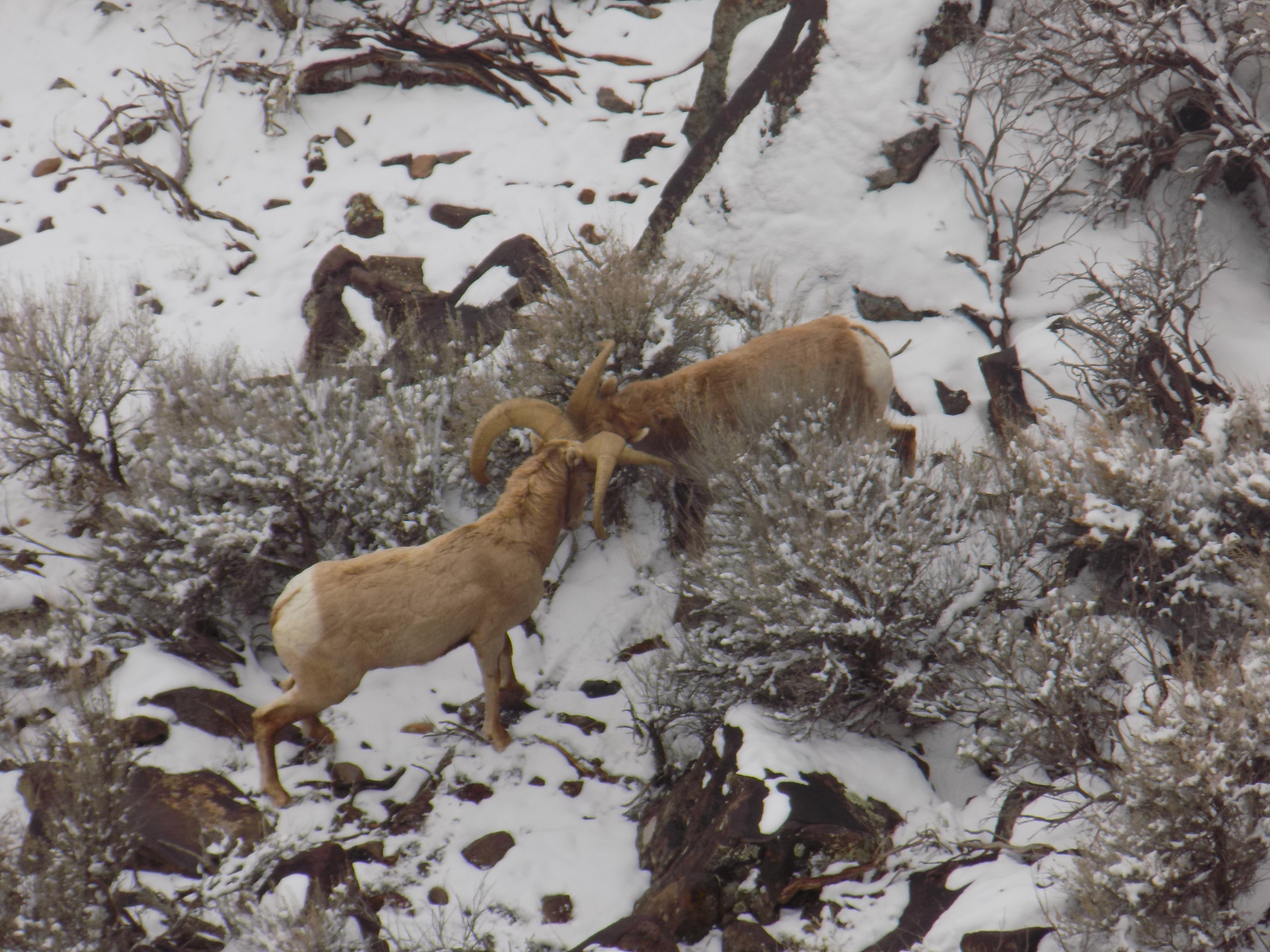 Big Horned Sheep at the Rio Grande