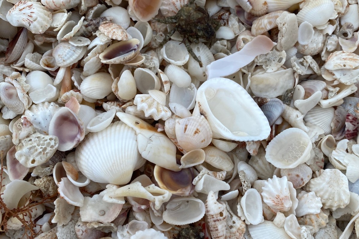 Critters on shells at Turner Beach | TeamTravelsBaby